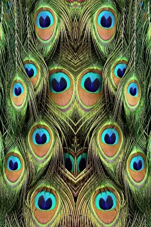 Full Prints: Male Peafowl feather pattern, Florida Date: 01-01-2000