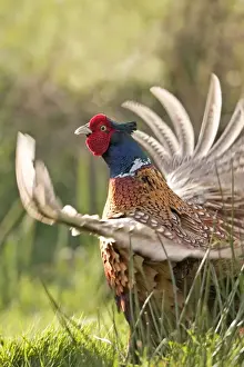 Male Pheasant Displaying Norfolk UK