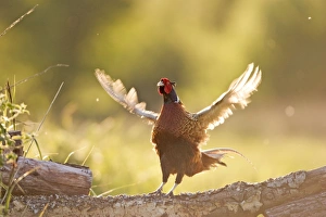Images Dated 16th May 2004: Male Pheasant Displaying Norfolk UK