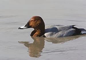 Male pochard, just surfaced from dive