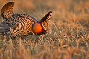 Male prairie chickens at lek in Loup County