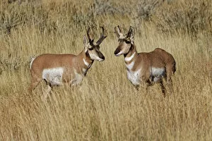 Fall Collection: Male Pronghorn, Grand Teton National Park, Wyoming Date: 29-09-2020