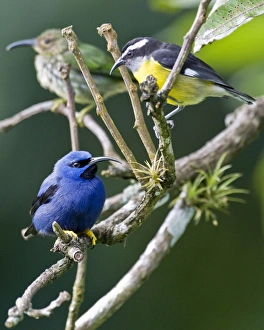 Images Dated 3rd December 2008: Male purple honeycreeper with Bananaquit (Coereba flaveola luteola)