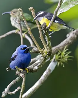 Caribbean Prints: Male purple honeycreeper with Bananaquit (Coereba flaveola luteola)