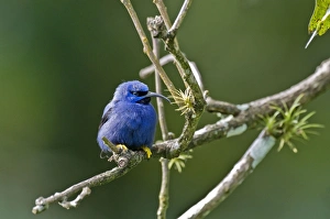 Images Dated 3rd December 2008: Male purple honeycreeper - on twig - Asa Wright Centre - Trinidad