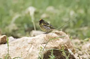 Serin Prints: Male Red-fronted Serin - Southern Turkey May