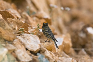 Images Dated 13th May 2007: Male Red-fronted Serin Southern Turkey May