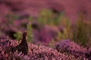 Images Dated 28th August 2006: Male Red Grouse - Bird looking over it's habitat showing heather in full flower