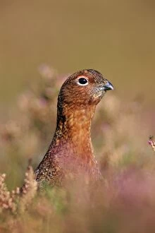 Male Red Grouse - Close-up of head peering from among heather in flower
