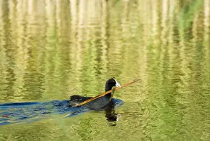 Male Red-knobbed Coot carrying nesting material. Inhabits dams, freshwater pans and lakes, avoiding fast flowing rivers. Karoo National Park, Western Cape, South Africa
