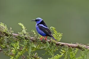 Images Dated 15th July 2012: Male Red-legged Honeycreeper