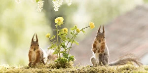 Squirrels Collection: male red squirrels stand with globeflowers
