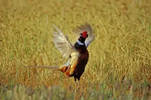 Male Ring-necked Pheasant - spring mating display. b2807