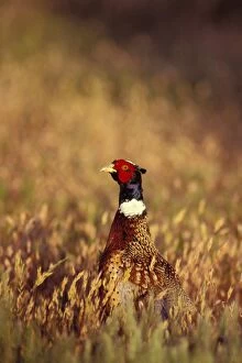Images Dated 17th May 2005: Male Ring-necked Pheasant, Western U. S. B2850