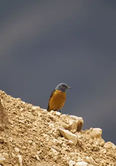 Male Rock Thrush Turkey May