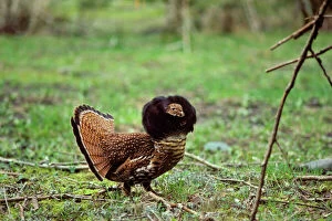 Male Ruffed Grouse - displaying with ruff up in mating display (different from drumming display)