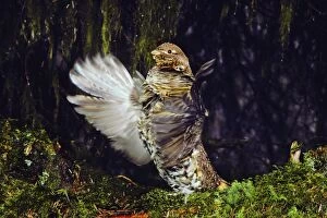 Images Dated 17th May 2005: Male Ruffed Grouse drumming, mating, territorial display beneath moss draped limbs