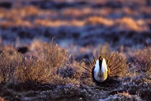 Images Dated 17th May 2005: Male Sage Grouse - strutting or displaying on mating grounds which are called a lek. Western U. S