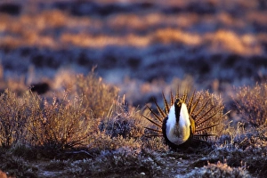 Male Sage Grouse - strutting or displaying on mating grounds which are called a le Male Sage Grouse - strutting or displaying on mating grounds which are called a le