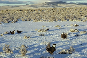 Male Sage Grouse strutting on lek after fresh snow Male Sage Grouse strutting on lek after fresh snow