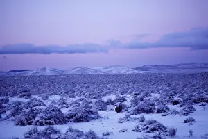 Strutting Prints: Male Sage Grouse - strutting on snow covered lek in eastern Oregon's high desert region