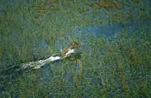 Male Sitatunga - Aerial view of male sitatunga leaping through marshland, its favoured habitat, where its long splayed hooves are adapted to this environment. Okavango, Botswana. Africa