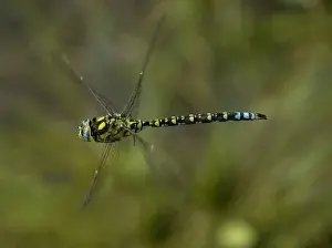 Hawker Prints: Male southern Hawker (Aeshna cyanea) in flight. Dorset