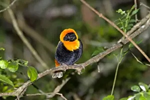 Bishop Prints: Male Southern Red Bishop in breeding plumage