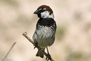 Male Spanish Sparrow Turkey May