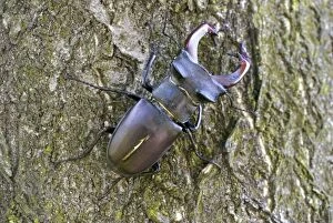 Images Dated 26th June 2008: Male Stag Beetle