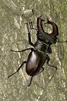Images Dated 26th June 2008: Male Stag Beetle - Bukk National Park - Hungary