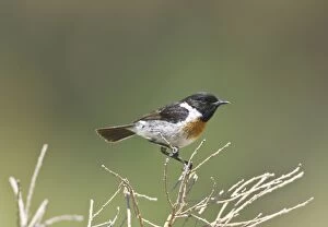 Male Stonechat perched