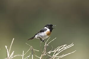 Male Stonechat in song on territory