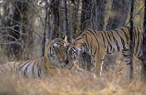 Images Dated 9th January 2007: Male Tiger named B - 1 reluctantly accepting the presence of a male cub