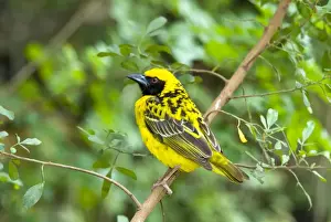Weavers Prints: Male Village / Spotted-backed Weaver on perch