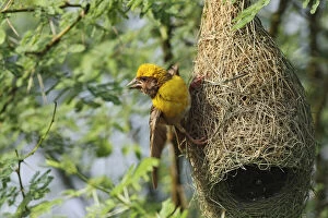 Male Weaver bird displaying at nest, Keoladeo