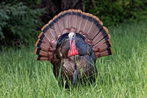 Behavior Collection: Male wild turkey in full breeding display. Great Smoky Mountains, National Park