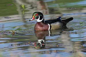 Kentucky Prints: Male, wood Duck, Kentucky Date: 18-04-2021