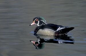 Images Dated 15th October 2007: Male wood duck resting during fall migration, New York state, USA