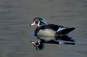 Male wood duck resting during fall migration, New York state, USA
