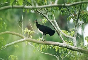 Images Dated 30th March 2006: Maleo / Maleo Megapode / Gray's Brush-turkey