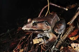 The Malesian Frog / Peat Swamp Frog -