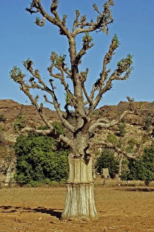 Danita delimont/mali dogon lands baobab tree field