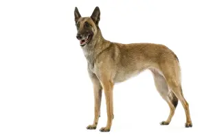 Malinois / Belgian Shepherd Dog. Also know as Chien de Berger Belge