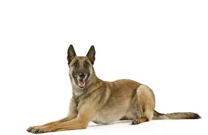 Malinois / Belgian Shepherd Dog. Also know as Chien de Berger Belge