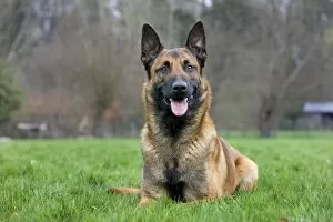 Images Dated 28th March 2010: Malinois / Belgian Shepherd Dog