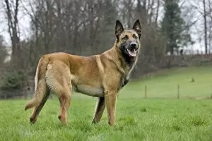 Images Dated 28th March 2010: Malinois / Belgian Shepherd Dog