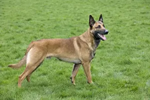 Malinois / Belgian Shepherd Dog