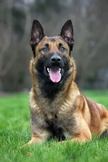 Malinois / Belgian Shepherd Dog