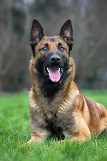 Smiling Gallery: Malinois / Belgian Shepherd Dog